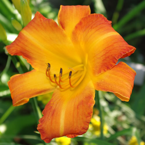 Hemerocallis Highland Pinched Fingers
